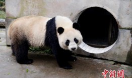 林冰最新爆料熊猫视频,熊猫视频揭秘萌态瞬间