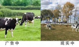 国产奶粉最新爆料消息,品质升级，安全再升级，揭秘行业新动向