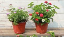 阿旭爆料狗蛋视频大全最新,狗蛋视频大全最新爆料，精彩瞬间一网打尽！