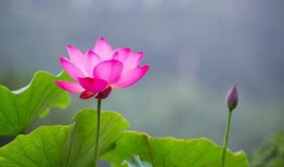 莲花一生最新爆料网站,揭秘不为人知的幕后故事