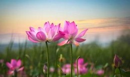 莲花一生最新爆料网站,揭秘不为人知的幕后故事