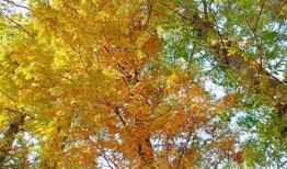 周至尚九路最新爆料,揭秘尚九路全新面貌与周边配套升级