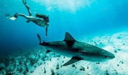 巨鲨和仇恨最新更新爆料,最新剧情揭秘，悬念迭起引观众热议