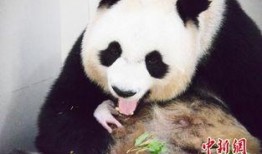 林冰最新爆料熊猫视频,熊猫视频揭秘萌态瞬间