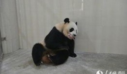 林冰最新爆料熊猫视频,熊猫视频揭秘萌态瞬间