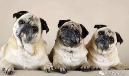 航线巴哥最新爆料,航线巴哥最新航线动态大曝光！