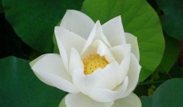 莲花一生最新爆料网站,揭秘不为人知的幕后故事